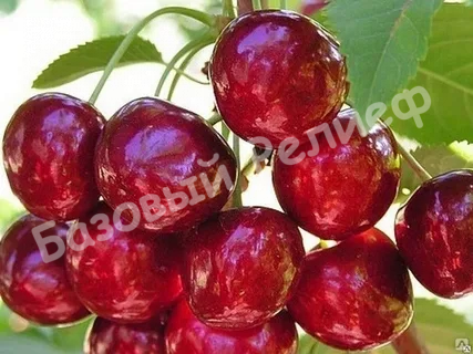 Черешня Сюбаровская