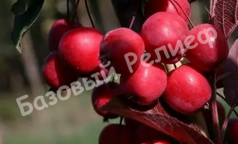 Яблоня Пионерка
