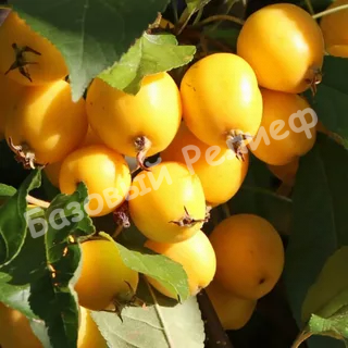 Яблоня Голден Хорнет
