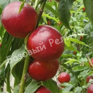 Нектарин Ванг 8
