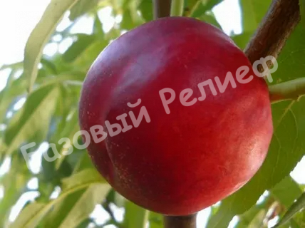 Нектарин Ванг 8