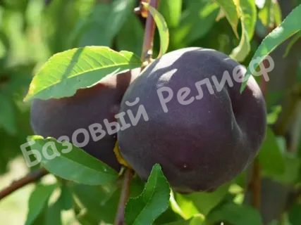 Нектарин Рубиновый Принц