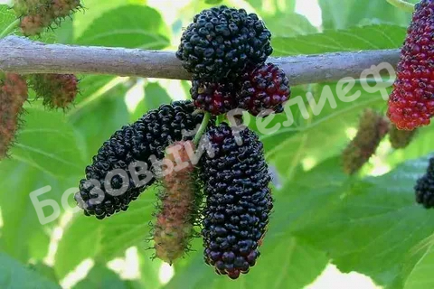 Шелковица Стамбульская чёрная
