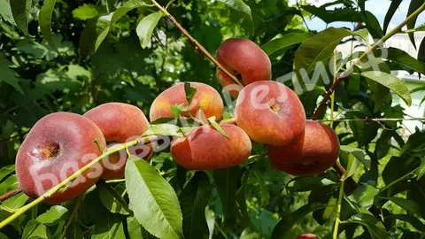 Персик инжирный Свит Кап