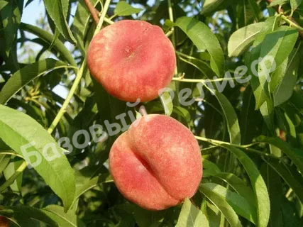 Персик инжирный Свит Кап