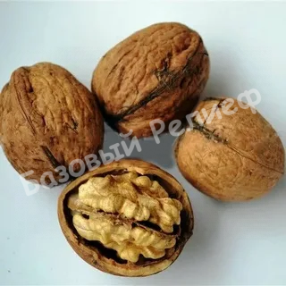 Орех грецкий Песчанский