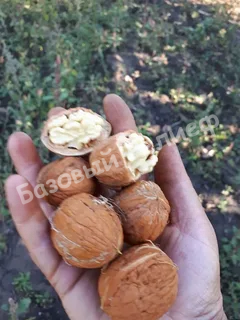 Орех грецкий Чандлер