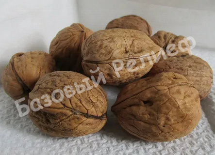 Орех грецкий Таисия