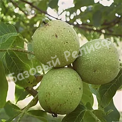 Орех грецкий Клишковский