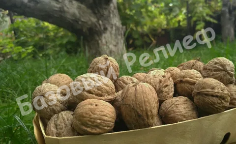 Орех грецкий Боспор