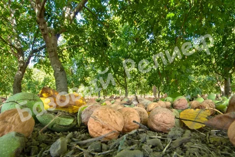 Орех грецкий Учхоз «Кубань»