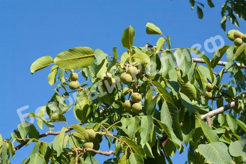 Орех грецкий Учхоз «Кубань»