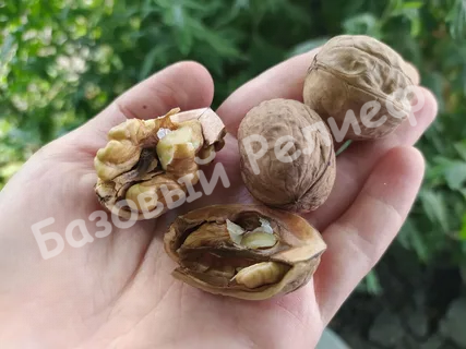 Орех грецкий Обрежанский