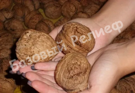 Орех грецкий Терский крупноплодный