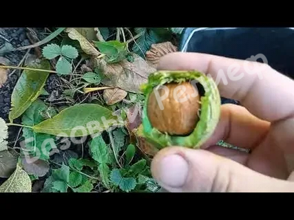 Орех грецкий Пятилетка