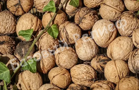 Орех грецкий Хотинский