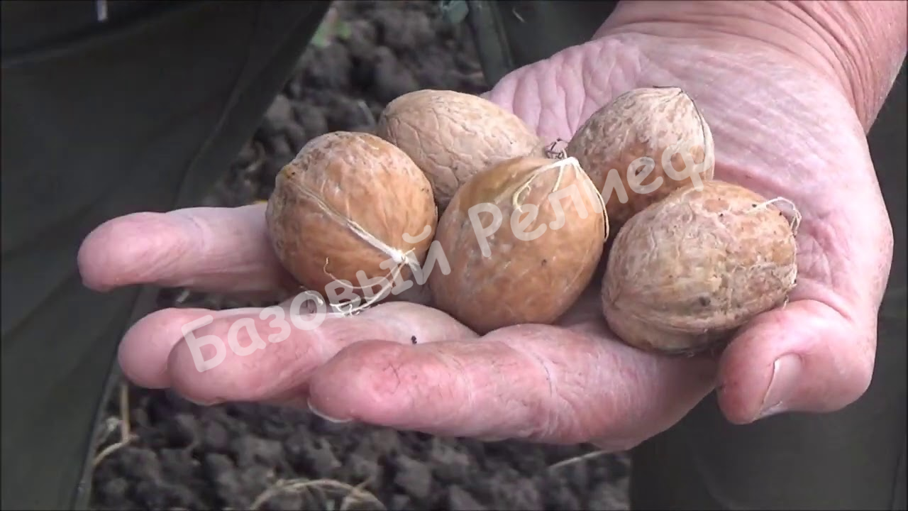 Орех грецкий Фалештский