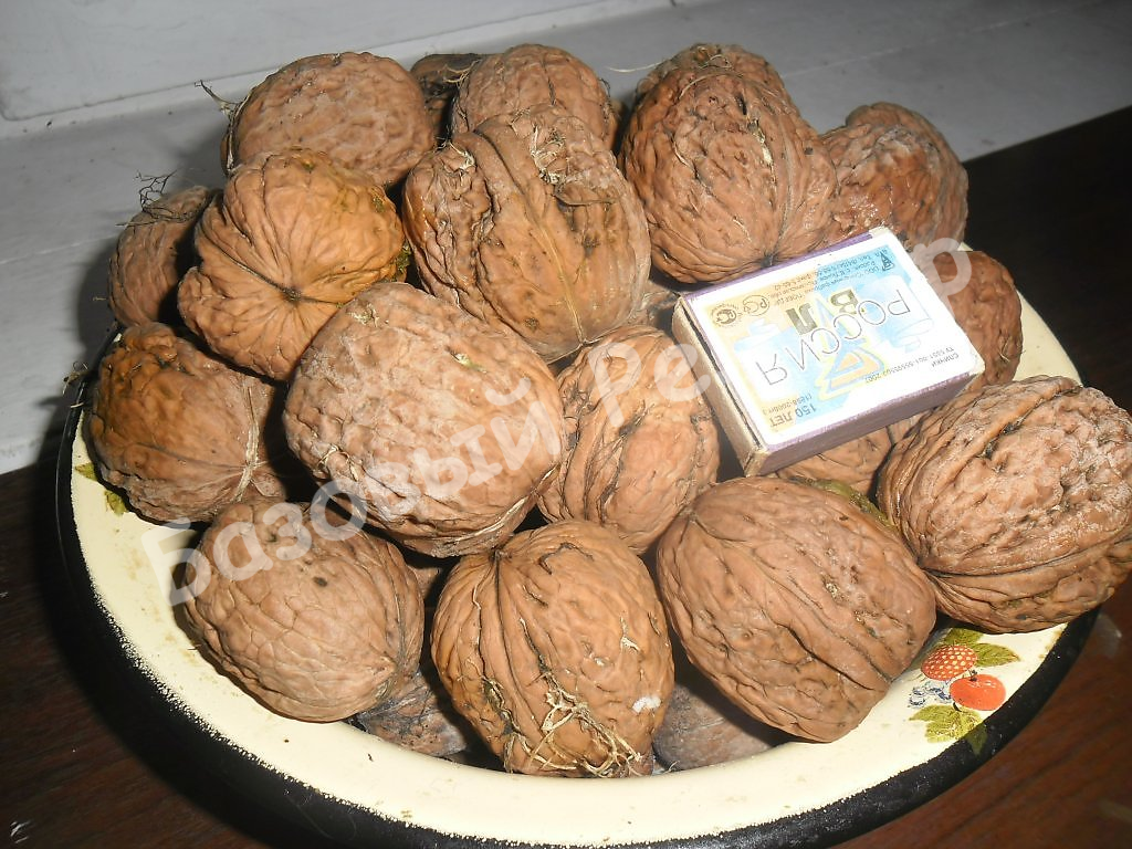 Орех грецкий Fеrnor
