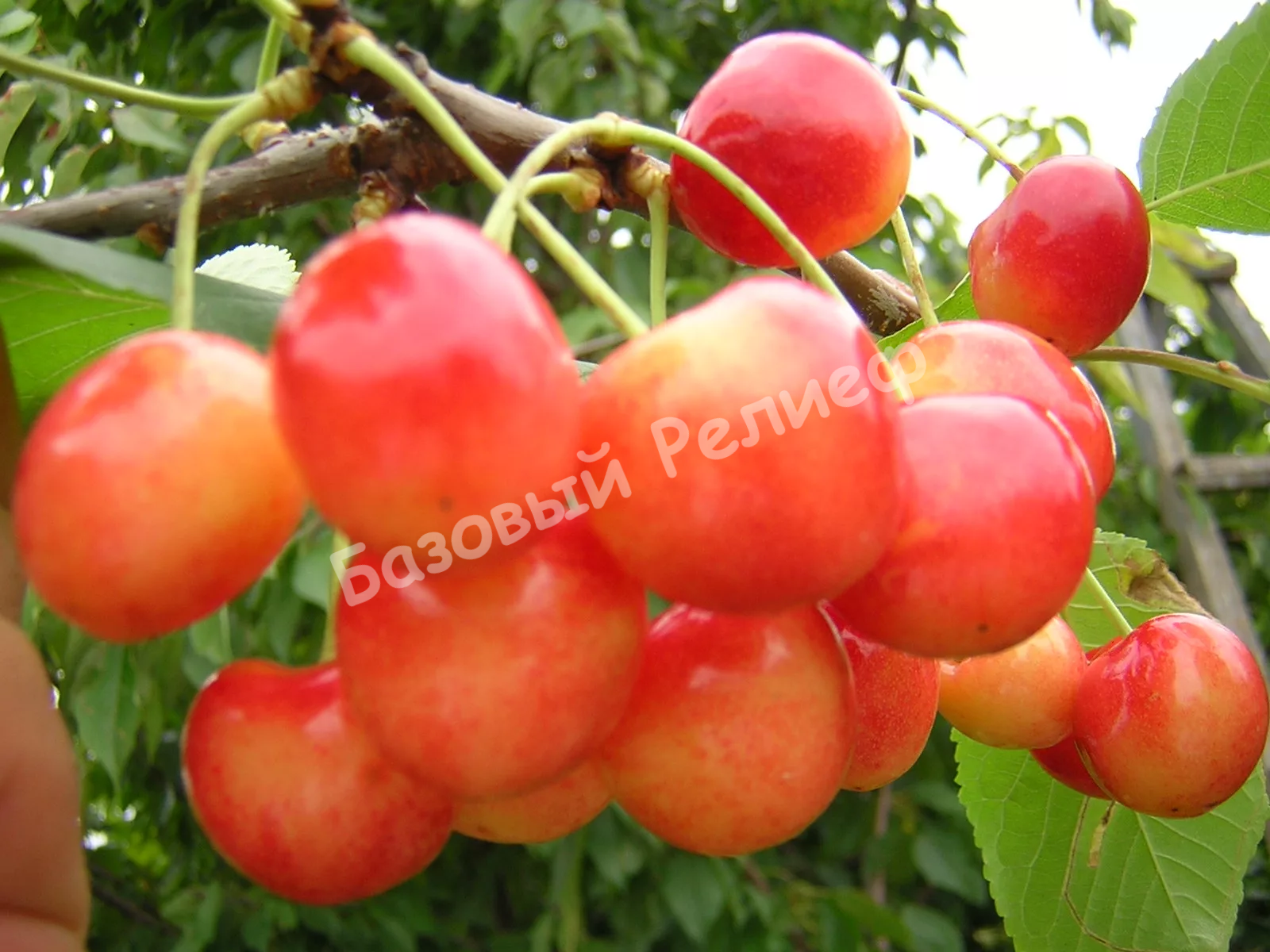 Черешня Ранняя Розовинка