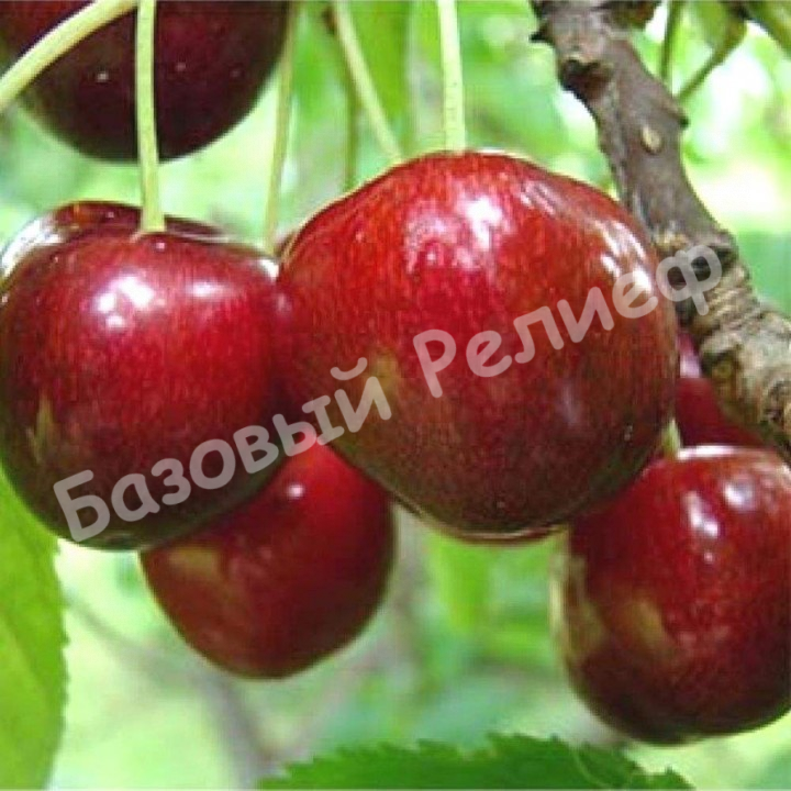 Черешня Джерло