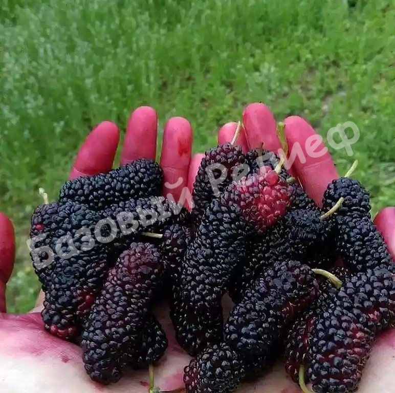 Шелковица Макрофила