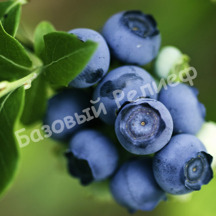 Голубика Чандлер