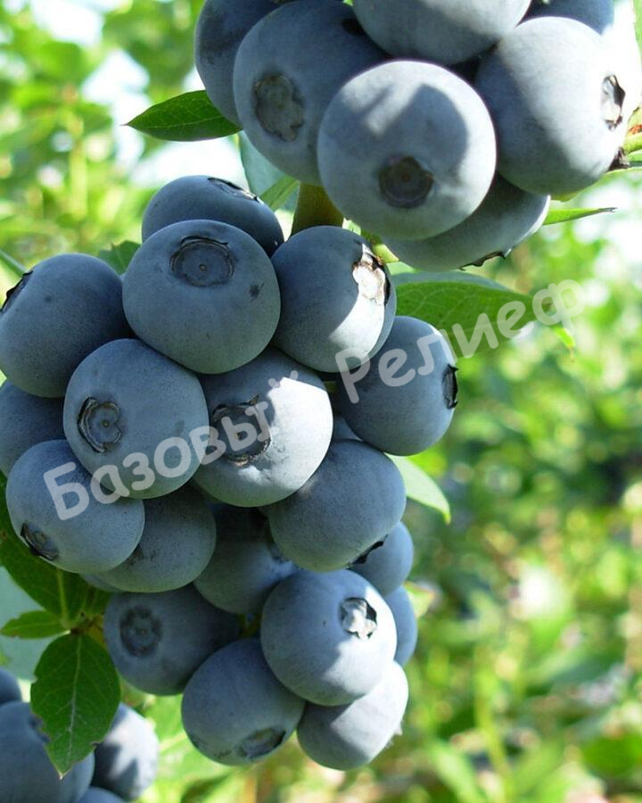 Голубика Дивная