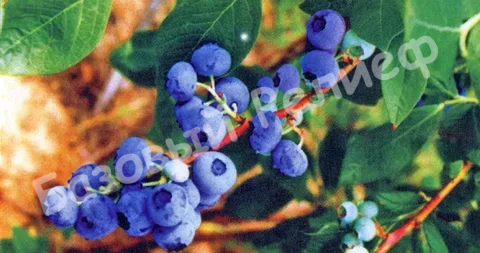 Голубика Изящная