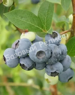 Голубика Ковилл