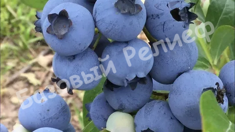 Голубика Коллинз