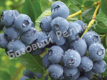 Голубика Стэнли