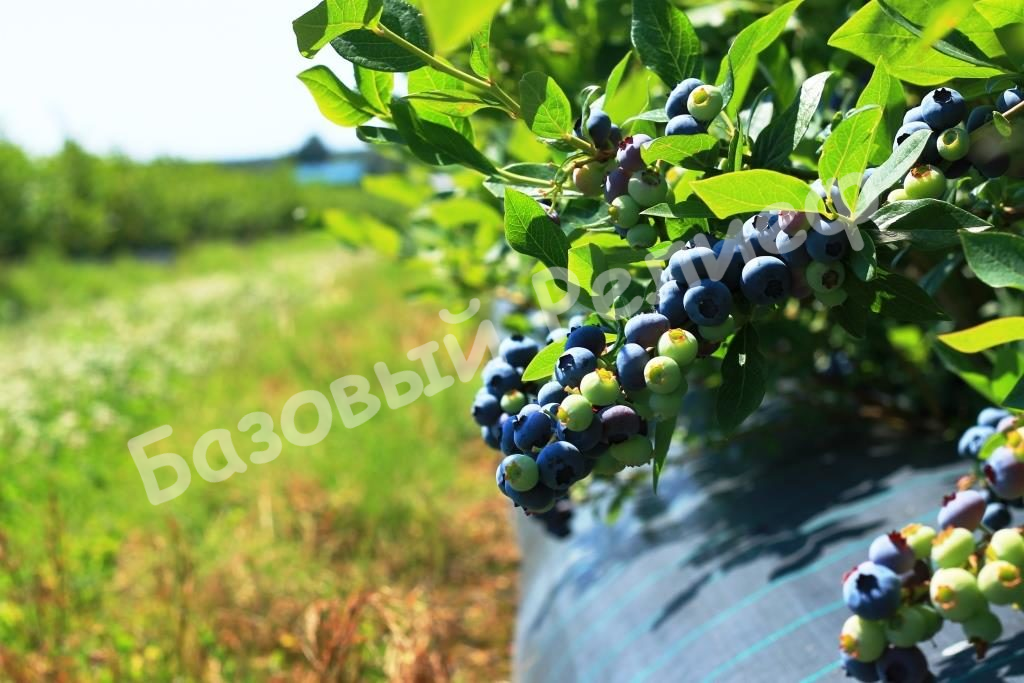 Голубика Юрковская