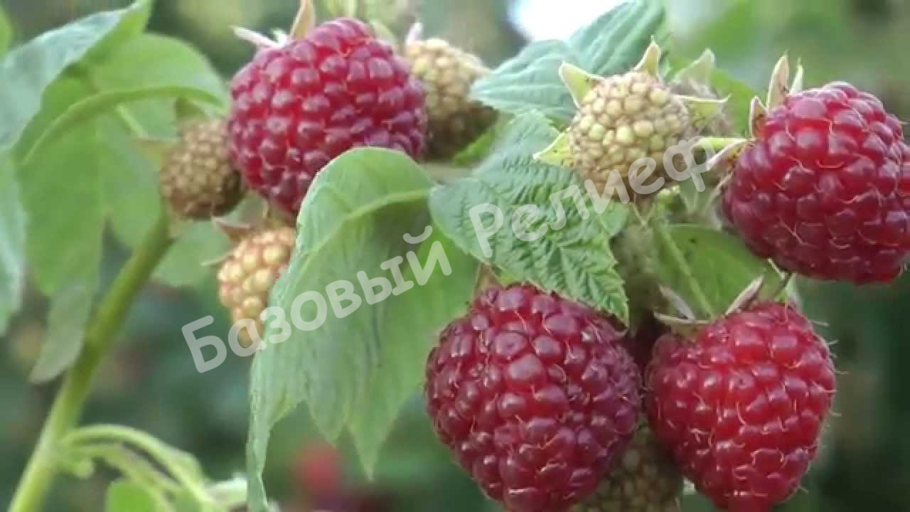 Малина Августовское Чудо