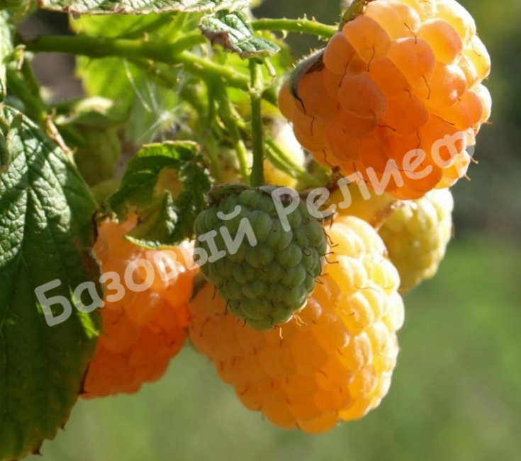 Малина Альт Голд