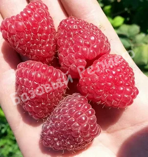 Малина Делнива