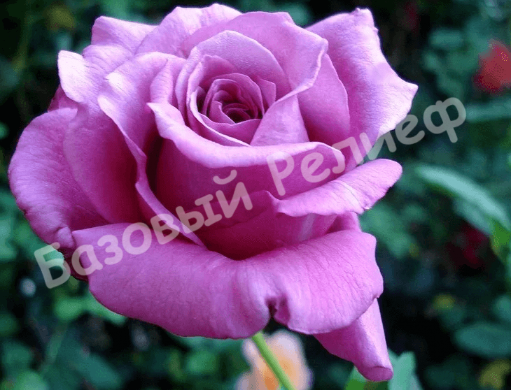 Роза Claude Brasseur