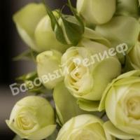 Роза Крем Эден