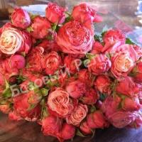 Роза Мадам Баттерфляй