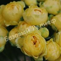 Роза Каталина