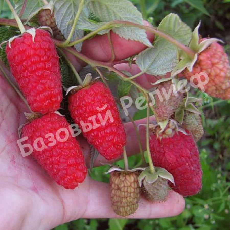 Малина Рубиновая