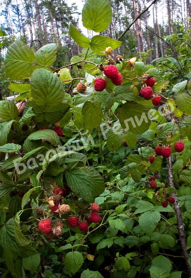 Малина Бердская