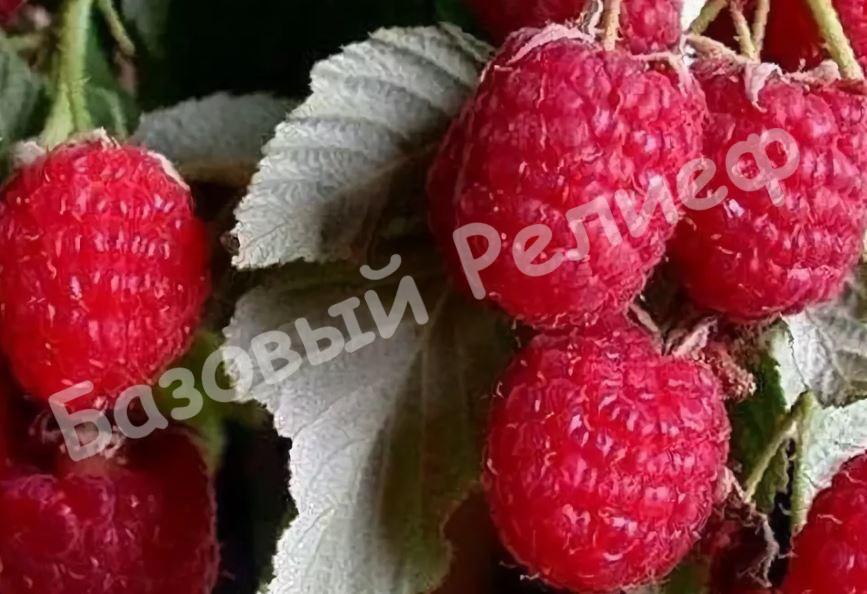 Малина Каскад Брянский
