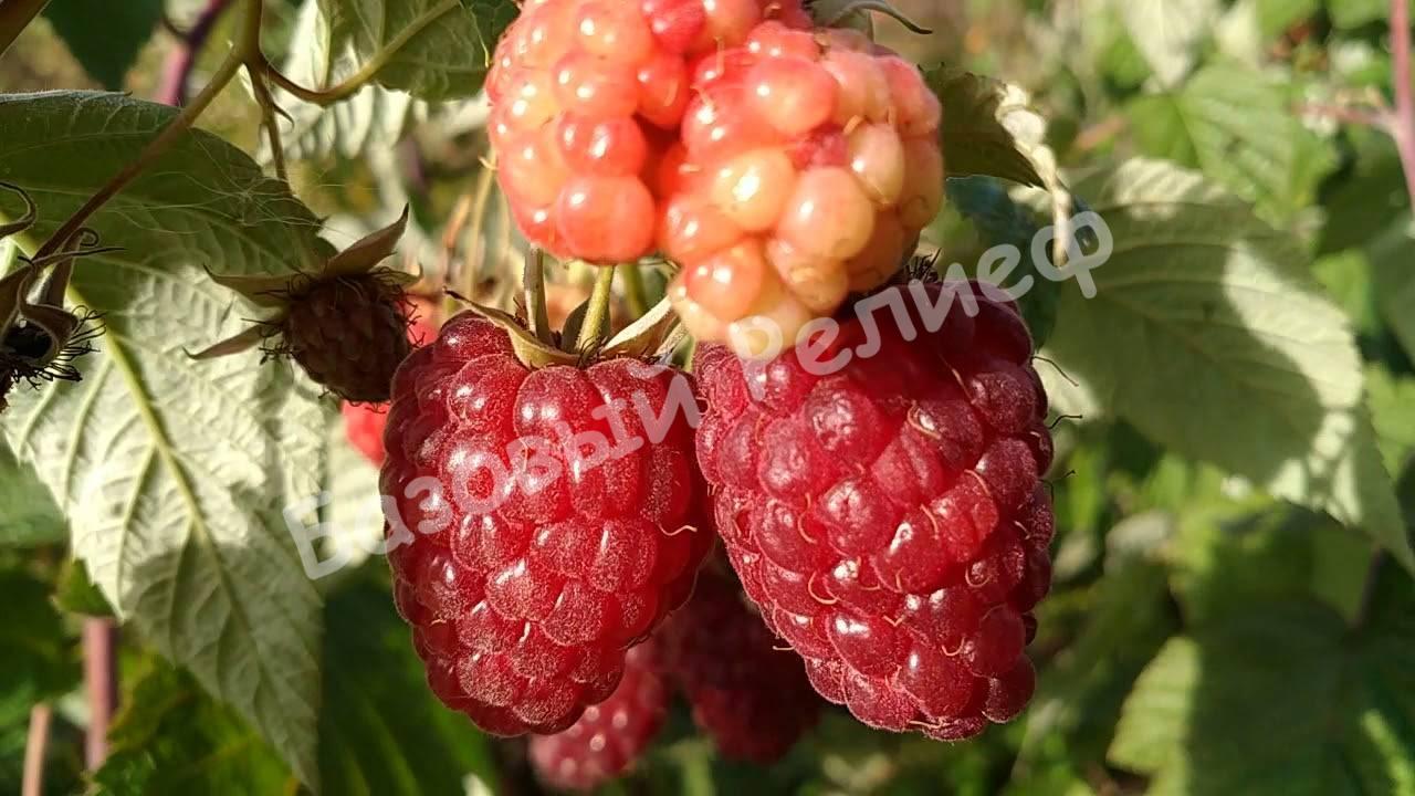 Малина Любительская Свердловская