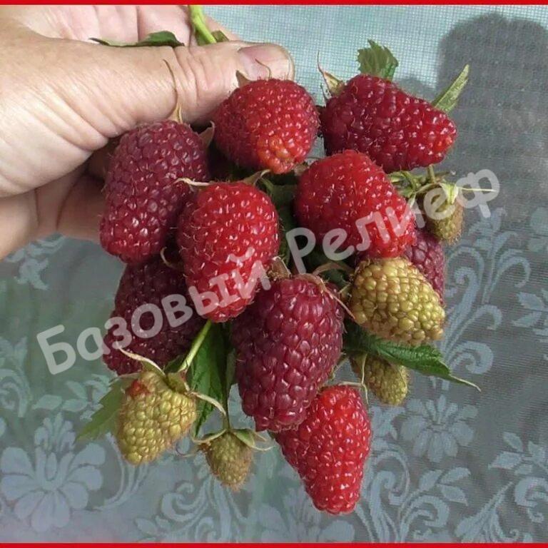 Малина Юбилейная