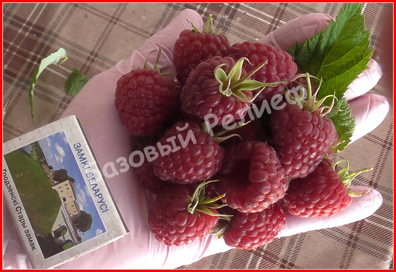 Малина Жозефина