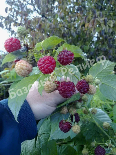 Малина Калашник