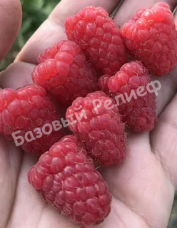 Малина Каскад Делайт