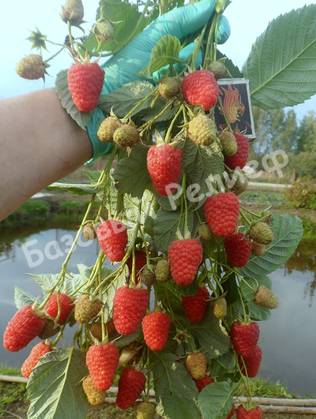 Малина Маравилла