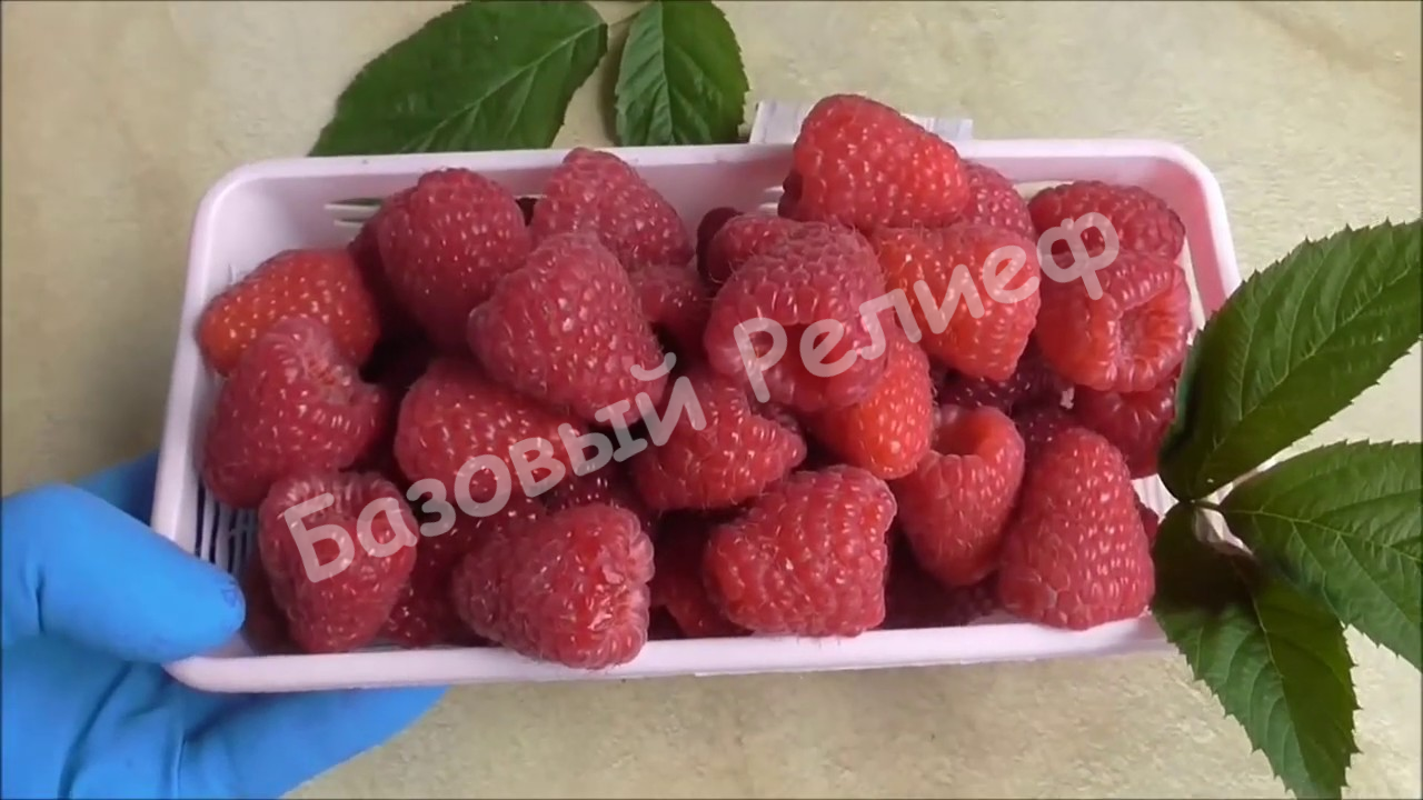 Малина Маргарита