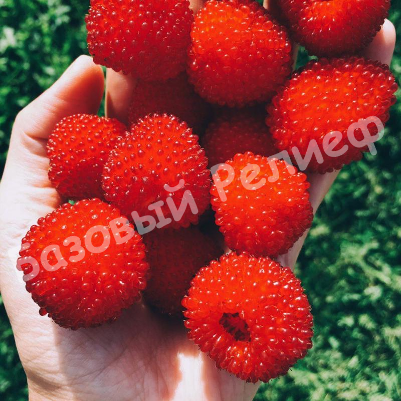 Малина Норвежская